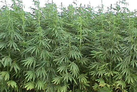 Industrial Hemp Products, Benefits, Uses