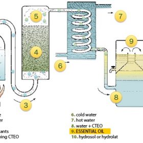 extraction-of-essential-oils