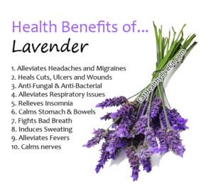 Lavender Benefits