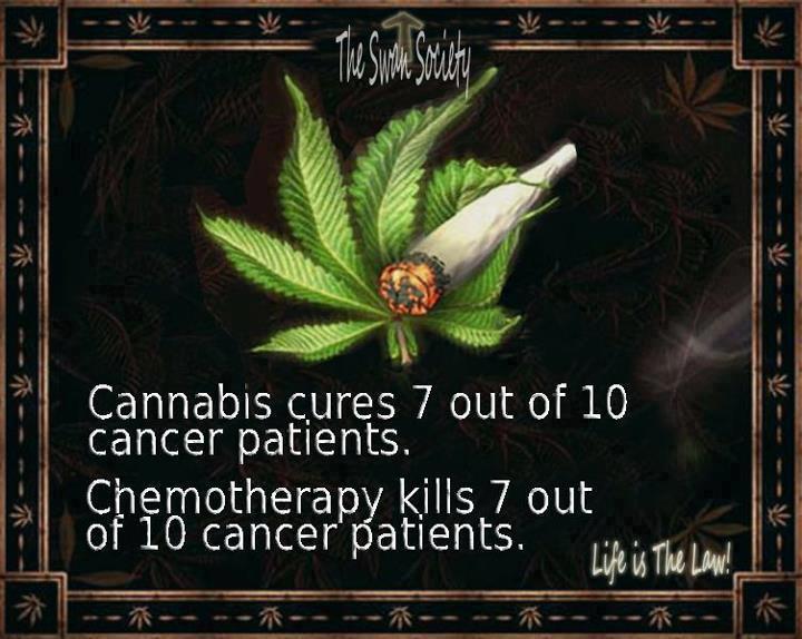 cannabis vs chemo