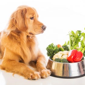 dog health food